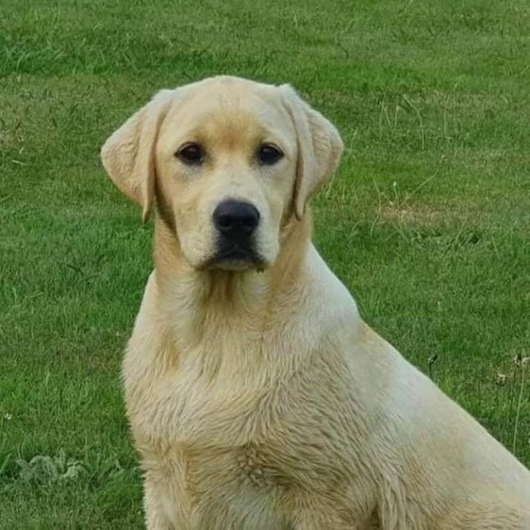 Willowspring Catching Fire (Luna) Black Hills Labradors